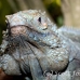 iguana_blue_qebp_gc_h_0211_cay0688.jpg